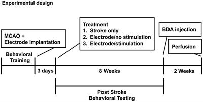 Improved Functional Outcome After Peripheral Nerve Stimulation of the Impaired Forelimb Post-stroke